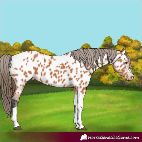 Horse Color:Bay Tobiano Appaloosa 