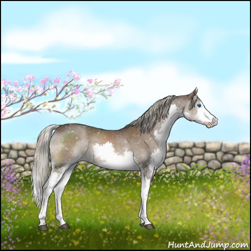 Horse Color:White Spotted Liver Chestnut Mushroom Sabino Splash Snowflake Varnish