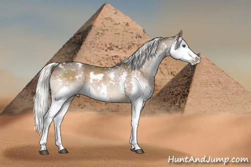 Horse Color:White Spotted Liver Chestnut Splash Appaloosa