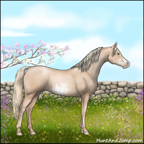Horse Color:Gold Champagne Pearl Rabicano and Gold Champagne Pearl Frame Rabicano