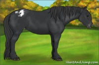 Horse Color:Black Varnish Rabicano