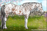 Horse Color:Bay Splash Tobiano Appaloosa  and Gray Bay Splash Tobiano Appaloosa 