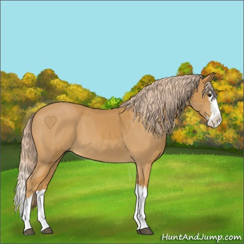 Horse Color:Palomino Roan Splash