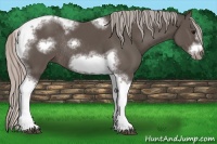 Horse Color:Silver Black Sabino Tobiano Frame Rabicano