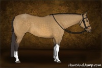 Horse Color:Buckskin Dun Tobiano 