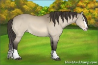 Horse Color:Buckskin Dun Splash 