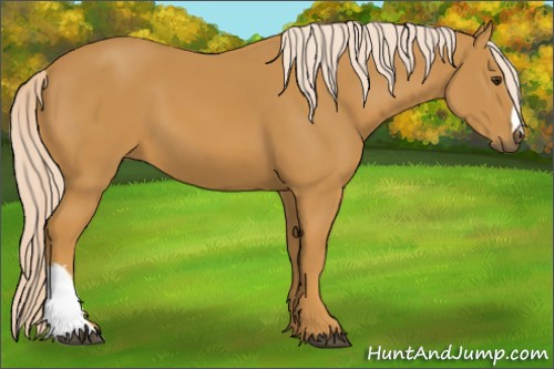 Horse Color:Palomino 