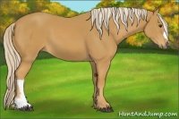Horse Color:Palomino