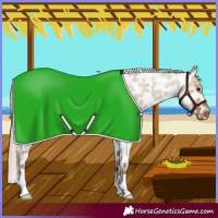 Horse Color:Red Dun Roan Near Leopard 