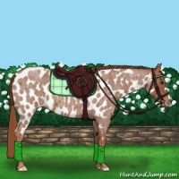 Horse Color:Red Roan Appaloosa 
