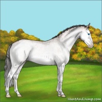 Horse Color:White Spotted Bay Splash  and White Spotted Bay Splash 