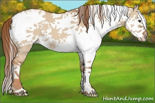 Horse Color:White Spotted Red Dun Splash 