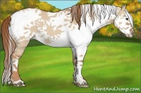 Horse Color:White Spotted Red Dun Splash 