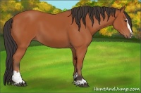 Horse Color:Bay Sabino 