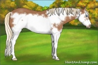 Horse Color:Chestnut Splash Frame