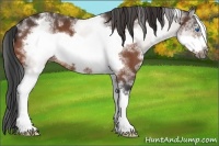 Horse Color:White Spotted Bay Sabino Frame Rabicano