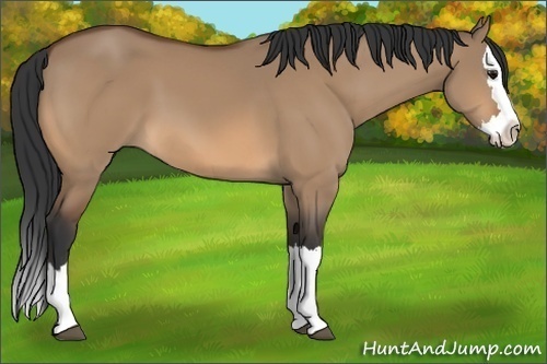 Horse Color:Bay Dun Sabino Splash 