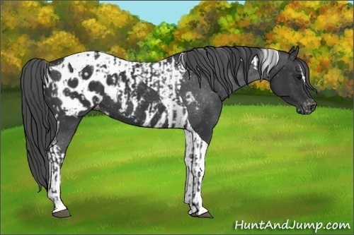 Horse Color:Black Sabino Appaloosa  and Black Tobiano Appaloosa 