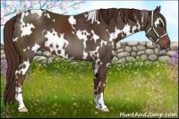 Horse Color:White Spotted Liver Chestnut 