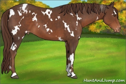 Horse Color:White Spotted Liver Chestnut Appaloosa 