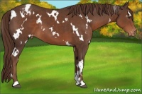 Horse Color:White Spotted Liver Chestnut Appaloosa 