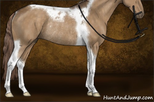 Horse Color:Chocolate Palomino Tobiano Rabicano