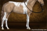 Horse Color:Chocolate Palomino Tobiano Rabicano