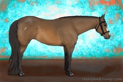 Horse Color:Buckskin
