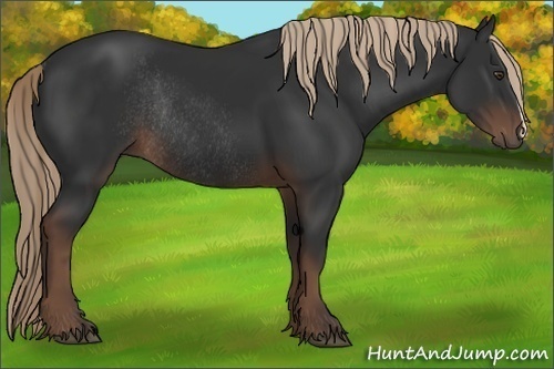 Horse Color:Liver Chestnut Rabicano 