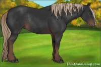 Horse Color:Liver Chestnut Rabicano 