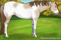 Horse Color:Red Dun Sabino Tobiano Frame 