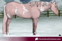 Horse Color:White Spotted Gold Champagne Dun Rabicano 