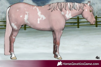 Horse Color:White Spotted Gold Champagne Dun Rabicano