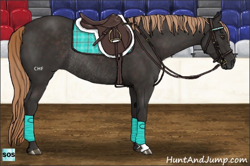 Horse Color:Liver Chestnut Rabicano 