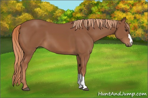Horse Color:Chestnut 