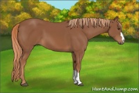 Horse Color:Chestnut 