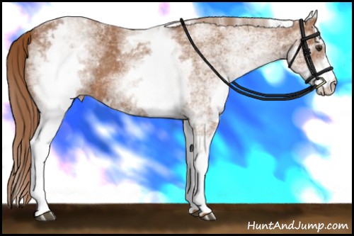 Horse Color:White Spotted Chestnut Varnish 