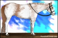 Horse Color:White Spotted Chestnut Varnish 