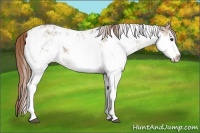 Horse Color:Chestnut Sabino Rabicano
