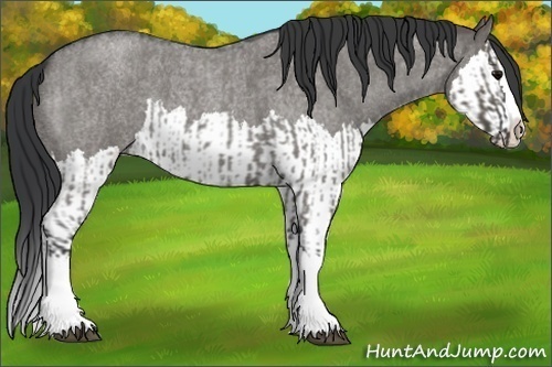 Horse Color:Grullo Roan Sabino Splash and Grullo Roan Sabino Splash