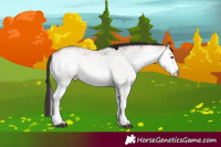 Horse Color:White Spotted Bay Rabicano