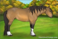 Horse Color:Buckskin Tobiano Rabicano 