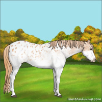 Horse Color:White Spotted Chestnut Appaloosa