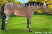 Horse Color:Bay Ice 
