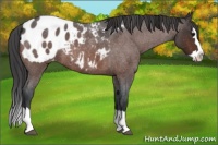 Horse Color:Bay Roan Splash Appaloosa 