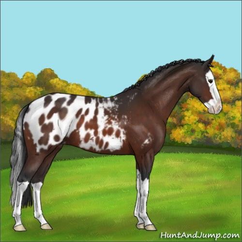 Horse Color:Brown Splash Appaloosa 