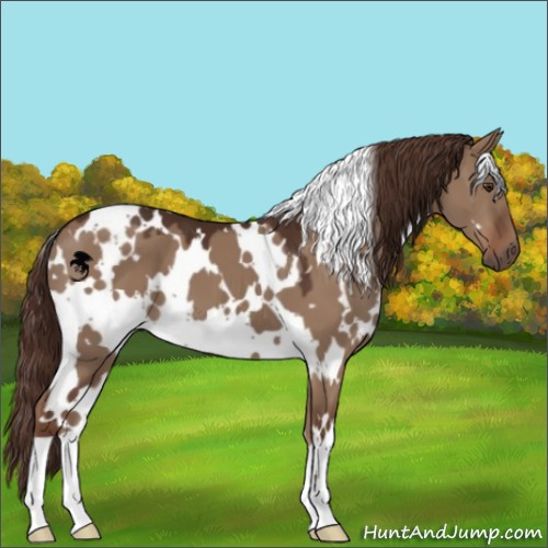 Horse Color:White Spotted Liver Red Dun 