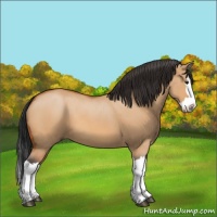 Horse Color:Bay Roan Dun Splash 