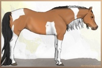Horse Color:Bay Tobiano 