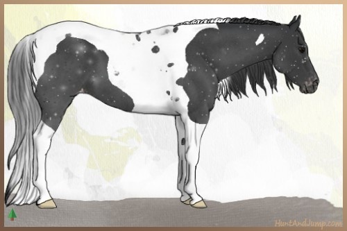 Horse Color:Blue Roan Tobiano Appaloosa 